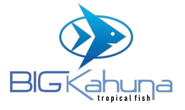 Big Kahuna Tropical Fish Gift Card - Big Kahuna Tropical Fish