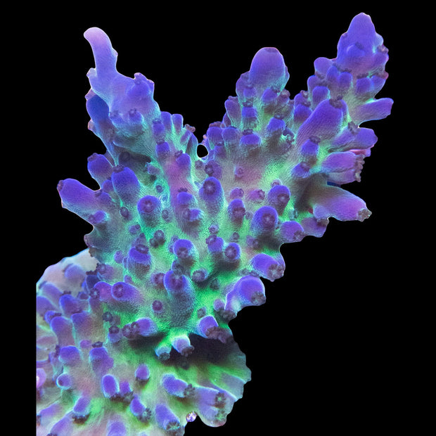 Live Coral – Big Kahuna Tropical Fish
